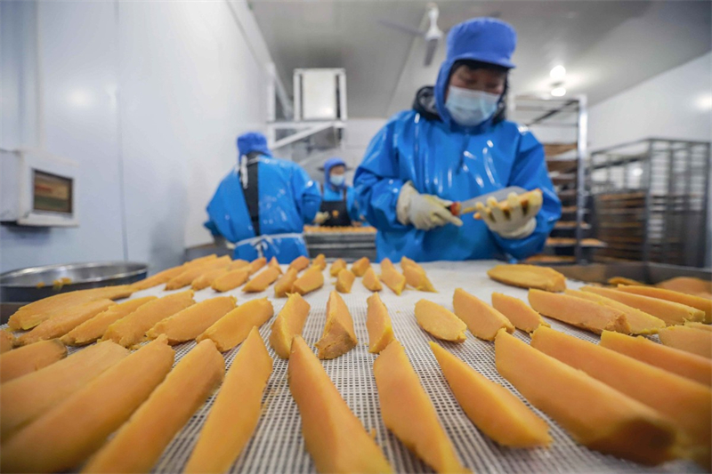 Τα μ?λη του προσωπικο? επεξεργ?ζονται γλυκοπατ?τε? σε ?να εργαστ?ρι στην κομητε?α Τσιανσ? τη? επαρχ?α? Χεμπ?ι στι? 15 Φεβρουαρ?ου. Απ? την κινεζικ? σεληνιακ? πρωτοχρονι?, οι επιχειρ?σει? σε δι?φορε? περιοχ?? τη? Κ?να? επισπε?δουν τι? παραγγελ?ε?. [Φωτογραφ?α/Xinhua]