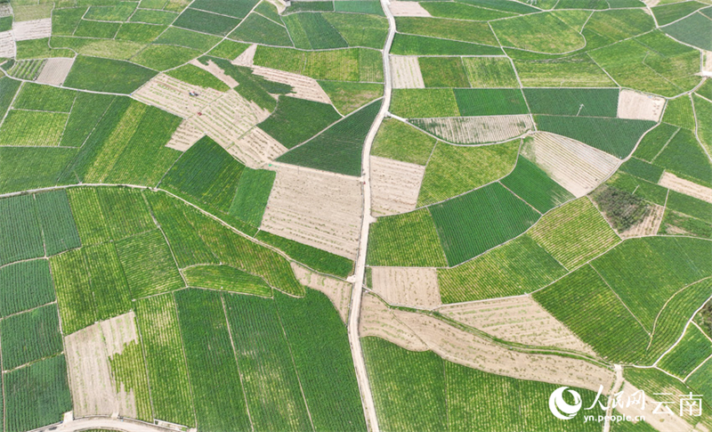 Αεροφωτογραφ?α δε?χνει χωρ?φια με πατ?τε? στην κομητε?α Γιουνσι?ν, τη? π?λη? Λ?ντσανγκ, στην επαρχ?α Γιουν?ν τη? νοτιοδυτικ?? Κ?να?. (Φωτογραφ?α / Yuan Lingfeng)