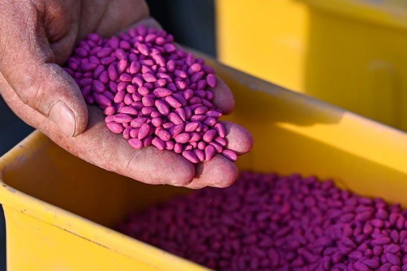 Η ανοιξι?τικη σπορ? του βαμβακιο? ξεκιν? στο Σιντζι?νγκ