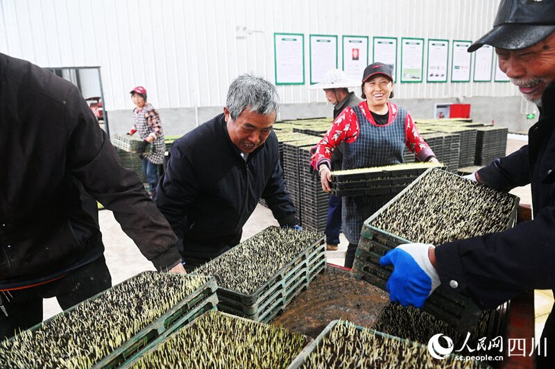 Βιομηχανοποιημ?νη καλλι?ργεια δενδρυλλ?ων ρυζιο? σε εξ?λιξη στην επαρχ?α Σ?τσουαν τη? νοτιοδυτικ?? Κ?να?