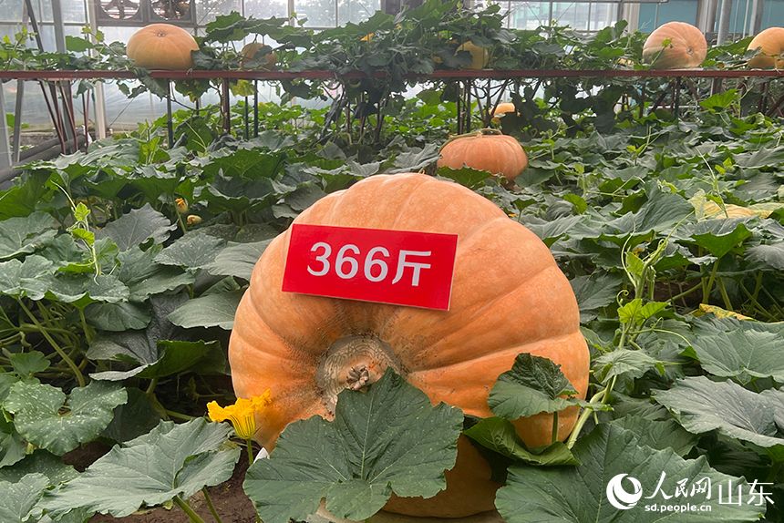 (Φωτογραφ?α/Λα?κ? Καθημεριν? Ον-λ?ιν)