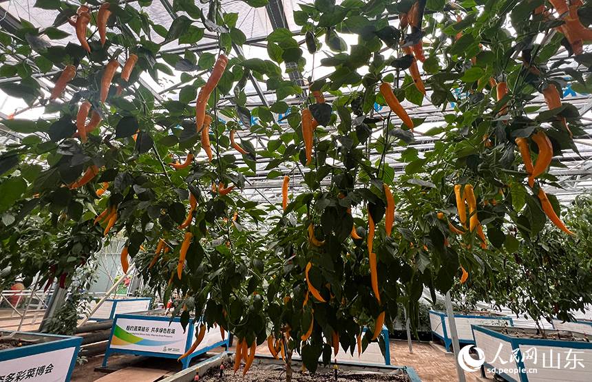 Περισσ?τερε? απ? 2.000 ποικιλ?ε? λαχανικ?ν εκτ?θηκαν?στην ?κθεση Λαχανικ?ν Σοουγκου?νγκ