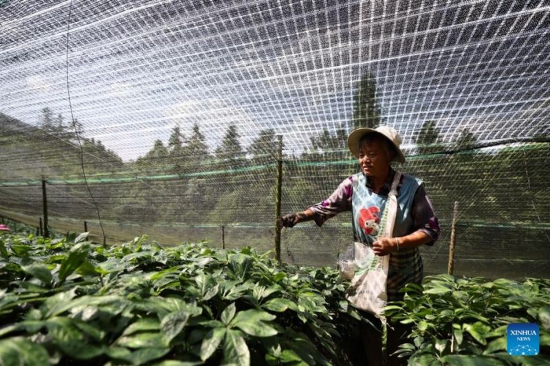 Η καλλι?ργεια Panax Notoginseng συμβ?λλει στην αγροτικ? αναζωογ?νηση στη ΝΔ Κ?να