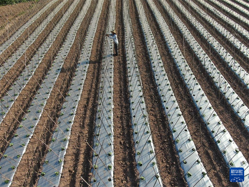 Η φθινοπωριν? φ?τευση, τη συγκομιδ? και δι?φορε? εργασ?ε? διαχε?ριση? αγρο?