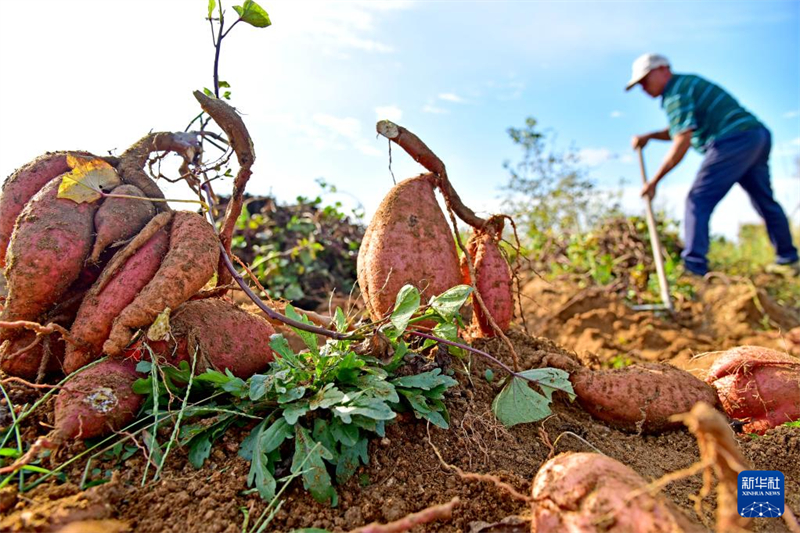 Η φθινοπωριν? φ?τευση, τη συγκομιδ? και δι?φορε? εργασ?ε? διαχε?ριση? αγρο?