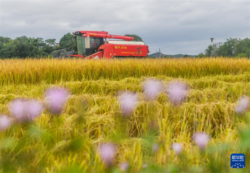 Στι? 20 Οκτωβρ?ου, αγρ?τε? οδηγο?ν θεριζοαλωνιστικ?? μηχαν?? για τη συγκομιδ? ρυζιο? στην π?λη Γιονγκτζ?ου, τη? επαρχ?α? Χουν?ν. (Φωτογραφ?α / Xinhua)